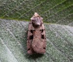 Triple-spotted Clay - Noctuidae - Xestia ditrapezium