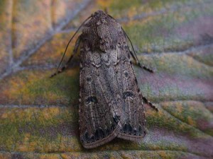 Turnip Moth - Noctuidae - Agrotis segetum