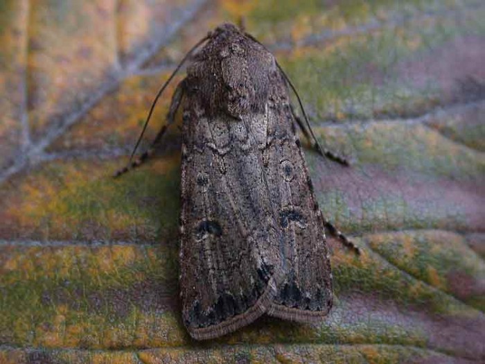 Turnip Moth - Noctuidae - Agrotis segetum