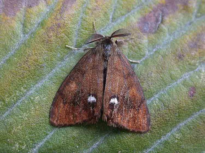 Vapourer Moth - Erebidae - Orgyia antiqua