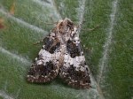 Varied Coronet - Noctuidae - Hadena compta