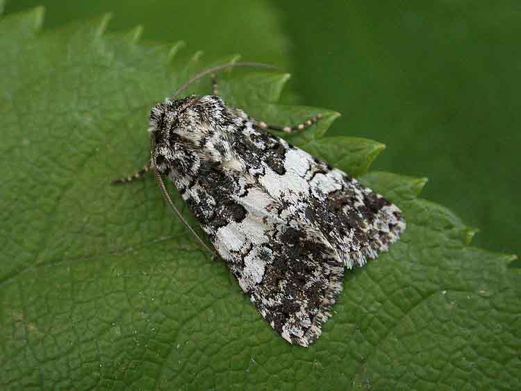 Varied Coronet - Noctuidae - Hadena compta