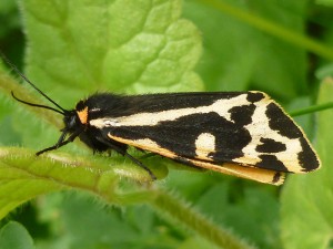 72.025 BF2056 - Wood Tiger - Erebidae - Parasemia plantaginis