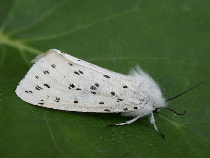 White Ermine - Erebidae - Spilosoma lubricipeda