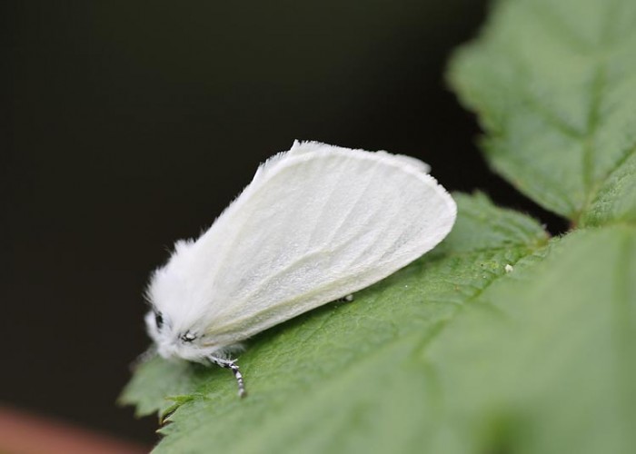 White Satin Moth - Leucoma salicis - Kings Newton - Tony Davison