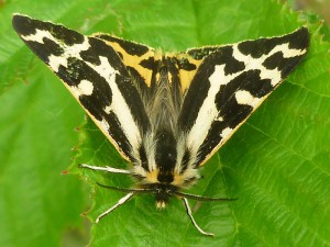 Wood Tiger - Parasemia plantaginis
