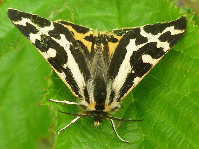 Wood Tiger - Parasemia plantaginis