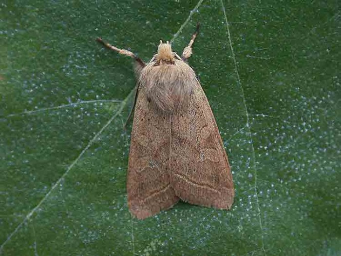 Yellow-line Quaker - Melbourne - Tony Davison