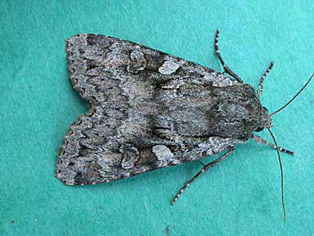 Great Brocade - Noctuidae - Eurois occulta