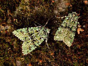 Merveille du Jour - Noctuidae - Griposia aprilina