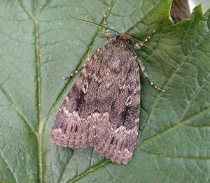73.063 BF2298 - Svensson's Copper Underwing - Noctuidae - Amphipyra berbera