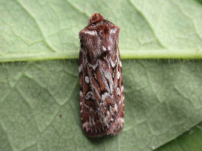 73.338 BF2118 - True Lover's Knot - Noctuidae - Lycophotia porphyrea