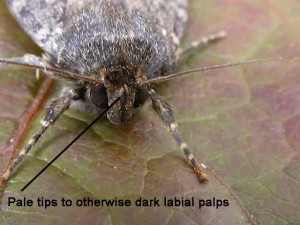 73.063 BF2298 - Svensson's Copper Underwing - Noctuidae - Amphipyra berbera