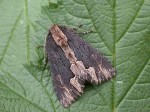 73.105 BF2301 - Bird's Wing - Noctuidae - Dypterygia scabriuscula