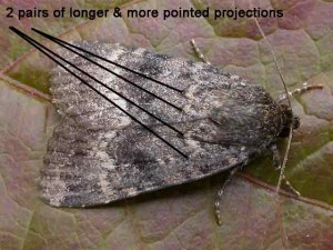 Svensson's Copper Underwing73.063 BF2298 - Svensson's Copper Underwing - Noctuidae - Amphipyra berbera