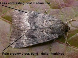 73.063 BF2298 - Svensson's Copper Underwing - Noctuidae - Amphipyra berbera