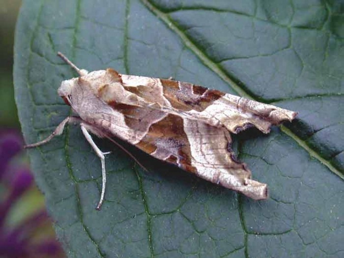 Angle Shades - Noctuidae - Phlogophora meticulosa