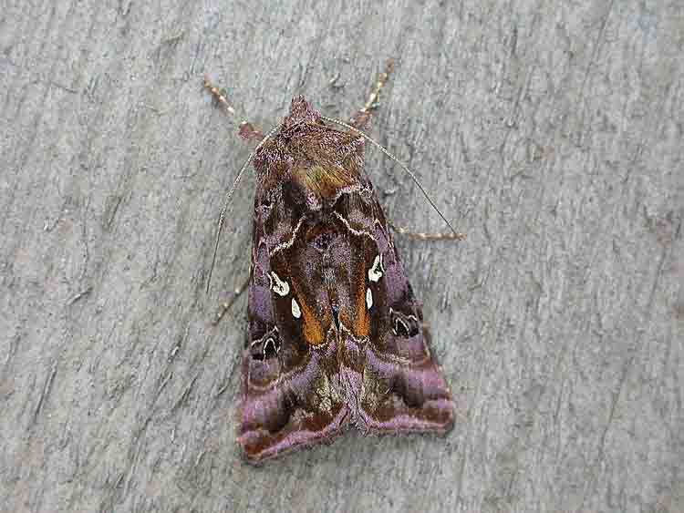 Beautiful Golden Y - Noctuidae - Autographa pulchrina