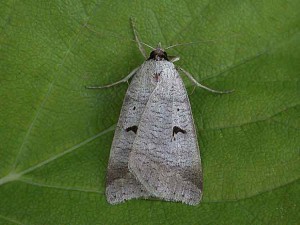 The Blackneck - Erebidae - Lygephila pastinum