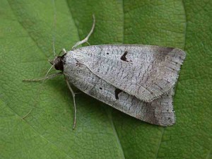 The Blackneck - Erebidae - Lygephila pastinum