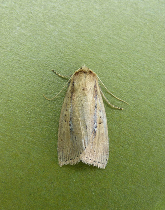 73.141 BF2371 - Brown-veined Wainscot - Noctuidae - Archanara dissoluta