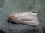 Bulrush Wainscot - Noctuidae - Nonagria typhae