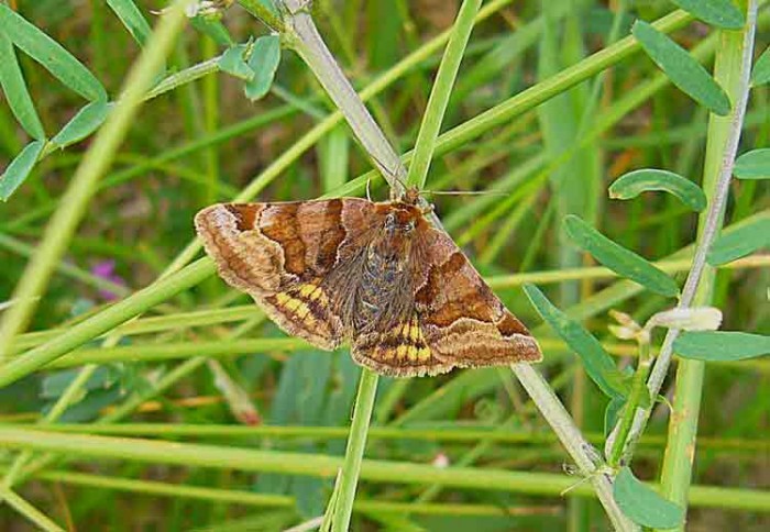 Burnet Companion - Erebidae - Euclidia glyphica