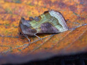 Burnished Brass - Noctuidae - Plusiinae - Diachrysia chrysitis