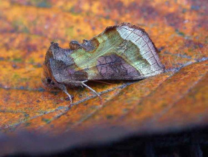 Burnished Brass - Noctuidae - Plusiinae - Diachrysia chrysitis