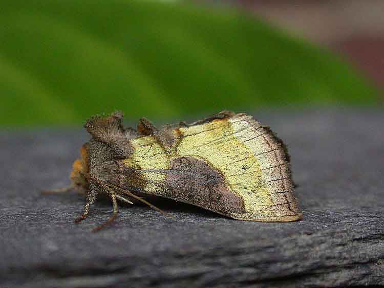 Burnished Brass - Noctuidae - Plusiinae - Diachrysia chrysitis