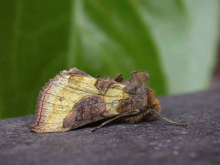 Burnished Brass - Noctuidae - Plusiinae - Diachrysia chrysitis
