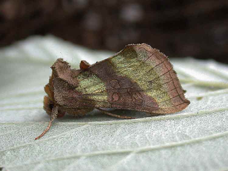 Burnished Brass - Noctuidae - Plusiinae - Diachrysia chrysitis