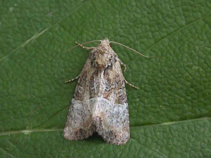 Cloaked Minor - Noctuidae - Mesoligia furuncula