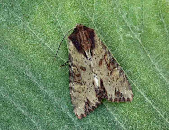 Clouded-bordered Brindle