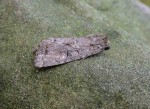 Dingy Shears - Noctuidae - Apterogenum ypsillon