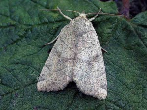 Dun-bar - Noctuidae - Cosmia trapezina