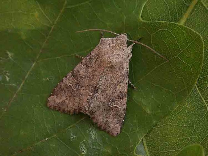 Dusky Brocade - Noctuidae - Apamea remissa