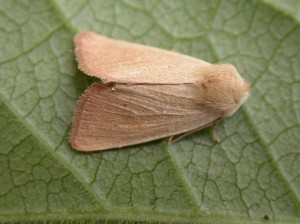 73.137 BF2377Fen WainscotArenostola phragmitidis