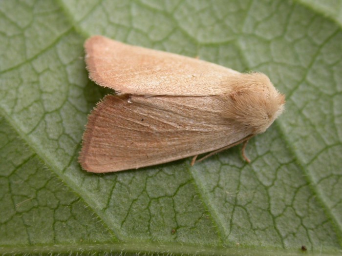 Fen Wainscot - Noctuidae - Arenostola phragmitidis