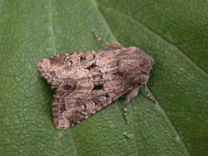 Flounced Rustic - Noctuidae - Luperina testacea