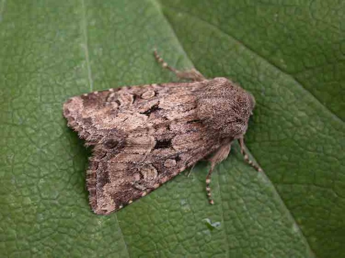 Flounced Rustic - Noctuidae - Luperina testacea