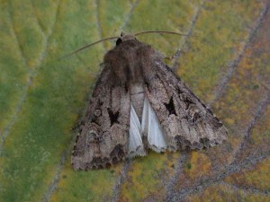 Flounced Rustic - Noctuidae - Luperina testacea