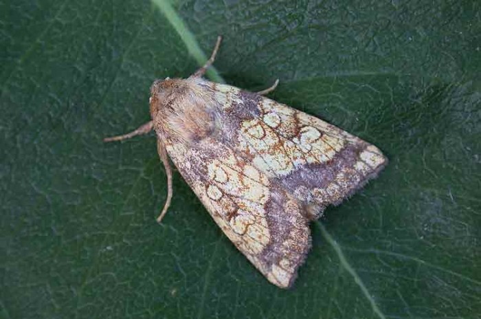 Frosted Orange - Noctuidae - Gortyna flavago