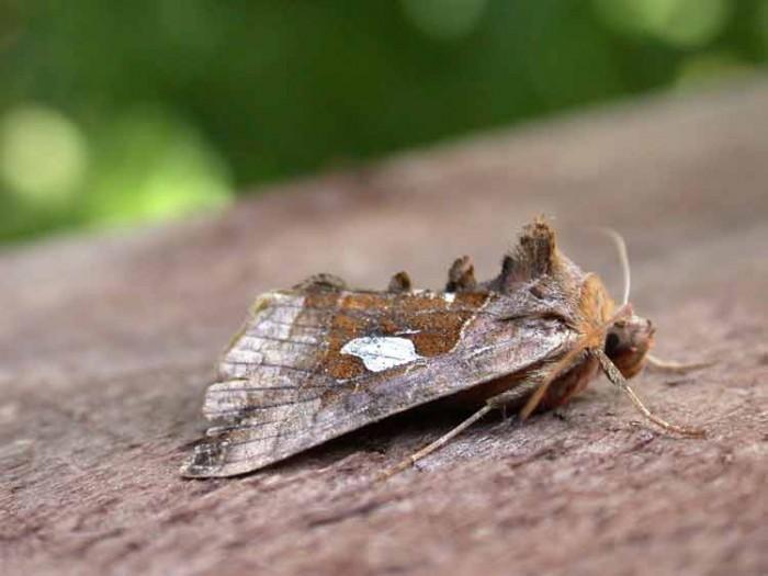 Gold Spangle - Noctuidae - Autographa bractea