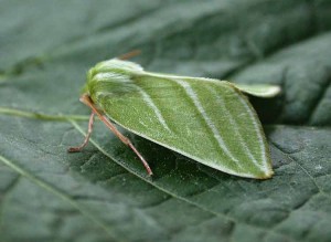 Green Silver-lines - Noctuidae - Pseudoips prasinana