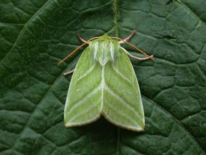 Green Silver-lines - Noctuidae - Pseudoips prasinana