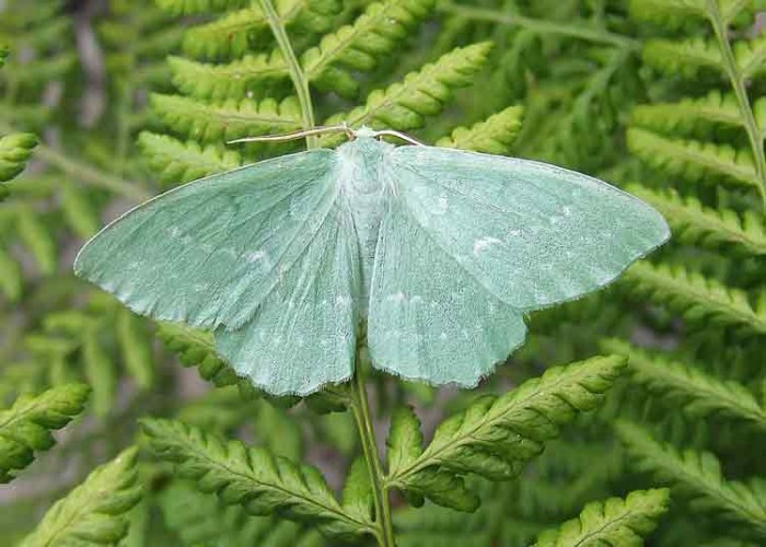 Large Emerald - Geometridae - Geometra papilionaria