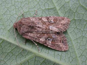 Large Nutmeg - Noctuidae - Apamea anceps