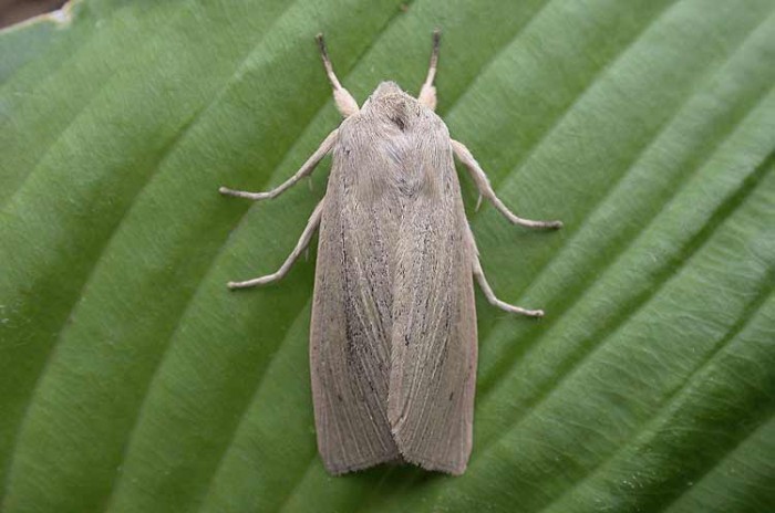 Large Wainscot - Noctuidae - Rhizedra lutosa
