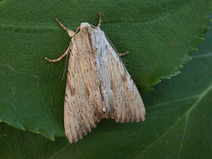 Light Arches - Noctuidae - Apamea lithoxylaea